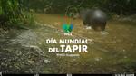 Día mundial del tapir: El jardinero de la selva