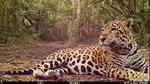 El Jaguar en el corredor biológico de los Bosques de Mesoamérica. Día Internacional del Jaguar
