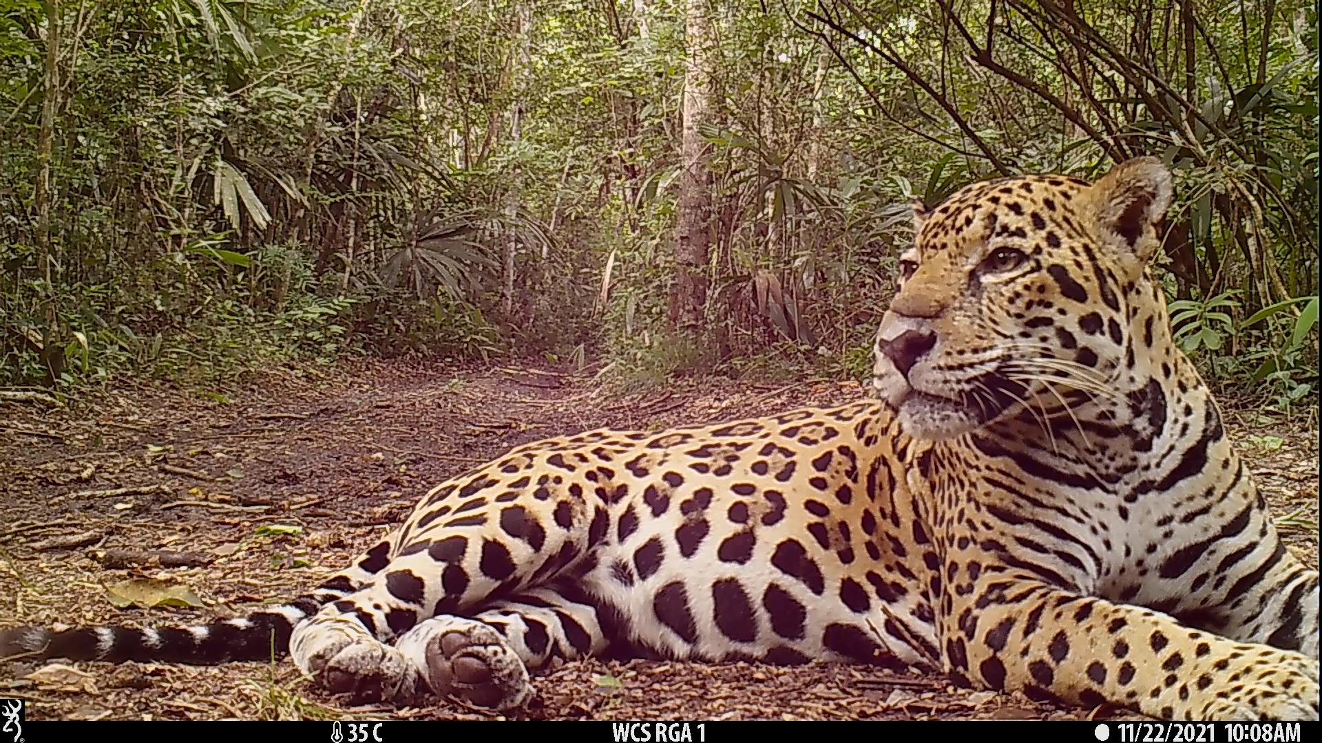 El Jaguar en el corredor biológico de los Bosques de Mesoamérica. Día ...